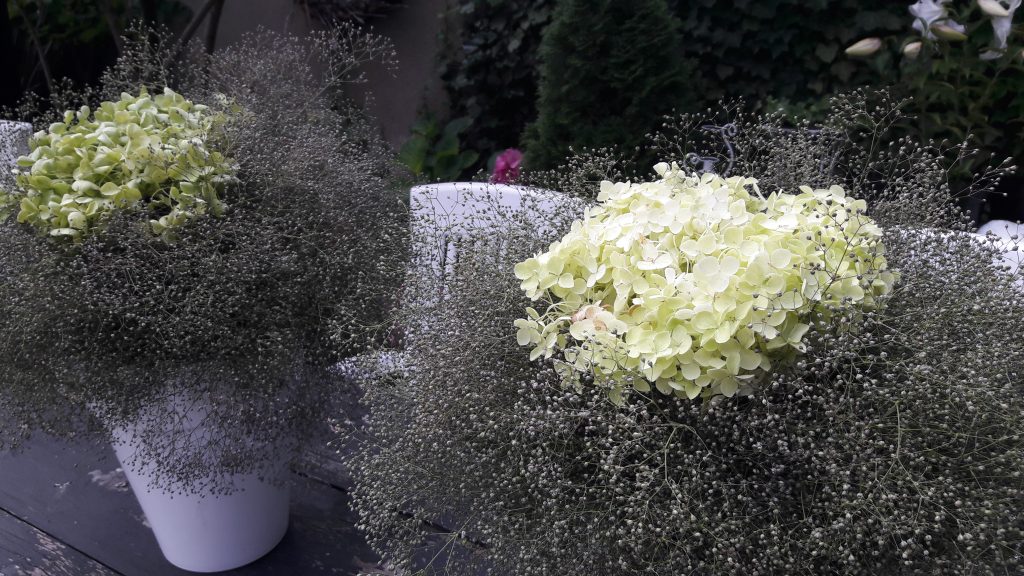 weiss blühendes Schleierkraut – in zwei Blumensträussen mit weissen Hortensien