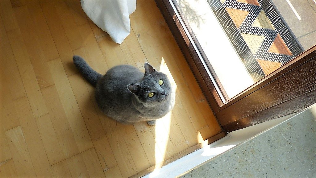 Internet-Wohnzimmer-nachher mit neugieriger grauer Katze