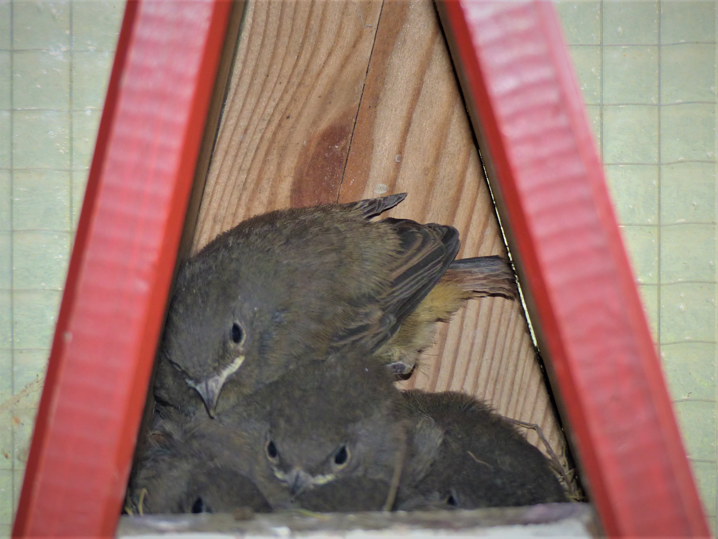 Superkleines Kinderzimmer: Junge Rotschwänzchen im Nest