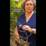 Verwendung alter Gehölze im Garten