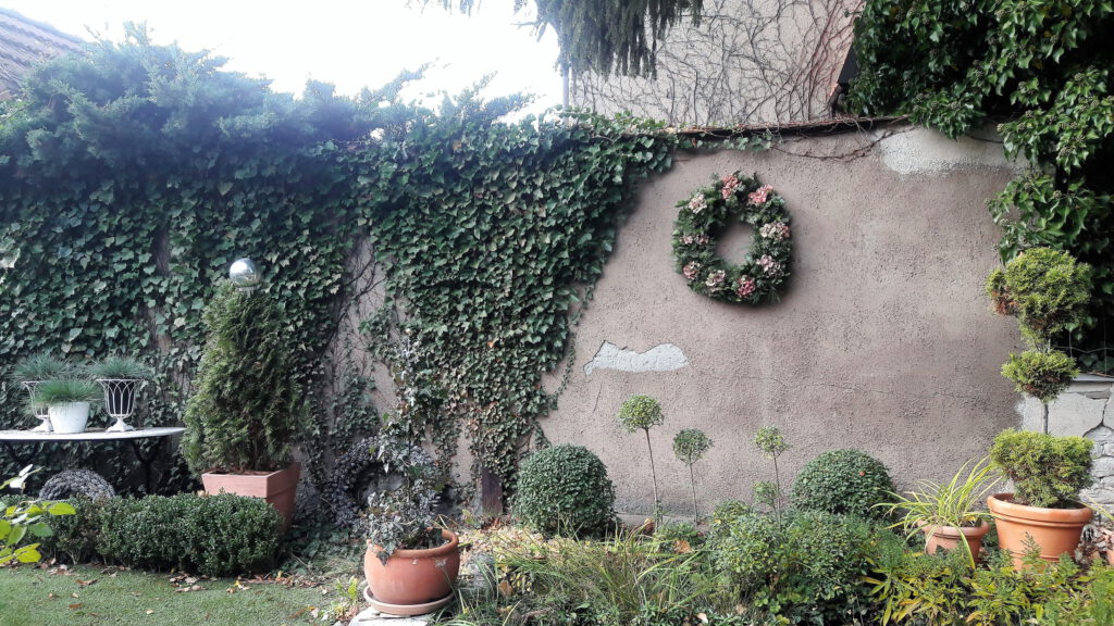 Kranz aus Hortensien, Tanne und Efeu an grauer Gartenmauer mit Efeubewuchs
