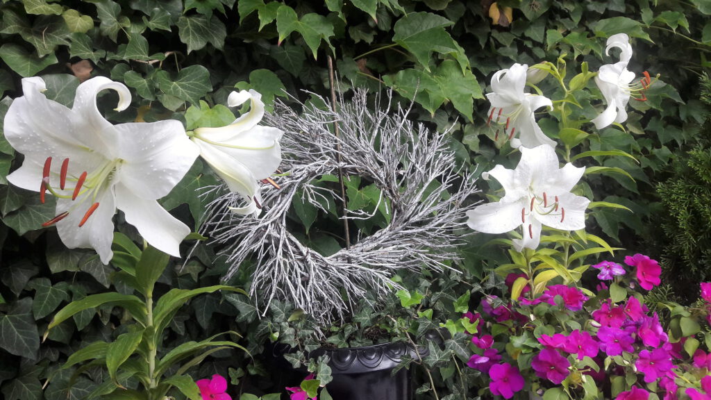 Kränze aus Lavendel-Zweigen: Einer zwischen Blüten und Wildem Wein