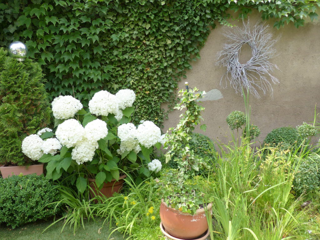 Kränze aus Lavendel-Zweigen: Einer an der Efeu-Wand hinter weißen Hortensien
