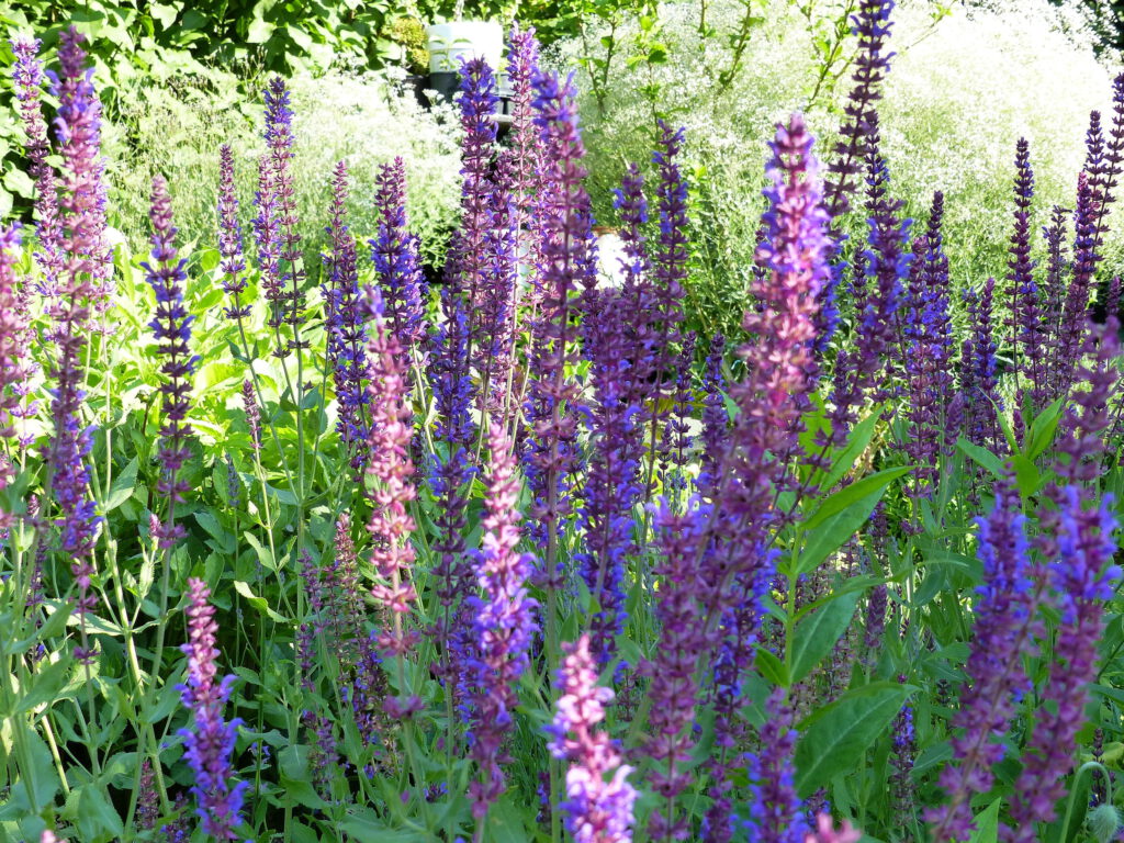 lila Sommersalbei im Garten-vor Schleierkraut