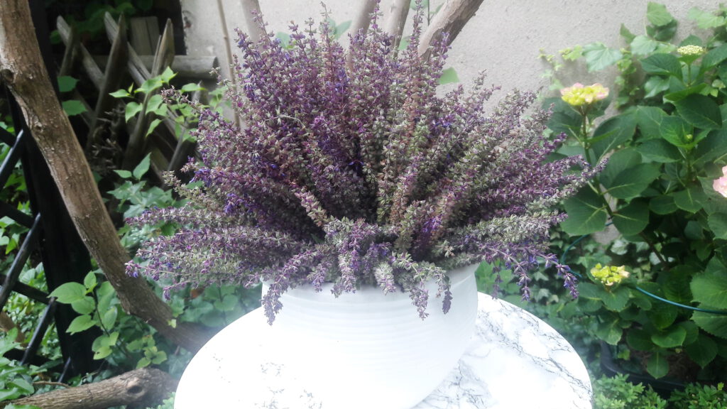 lila Sommersalbei im Garten-in einer Vase auf rundem Tisch