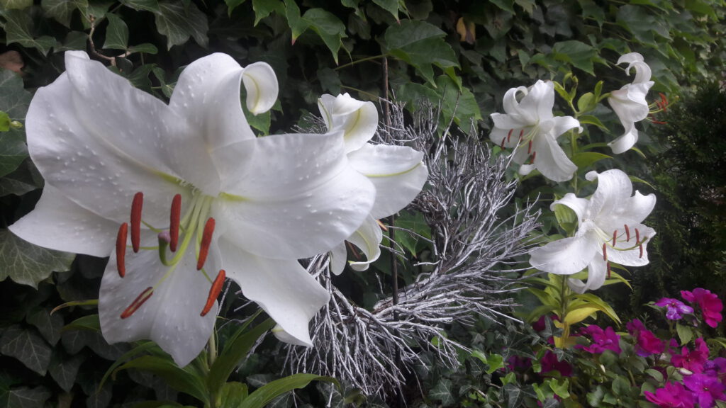 5 weisse Madonnenlilien-Blüten mit Zweig-Kranz vor grüner Efeuwand