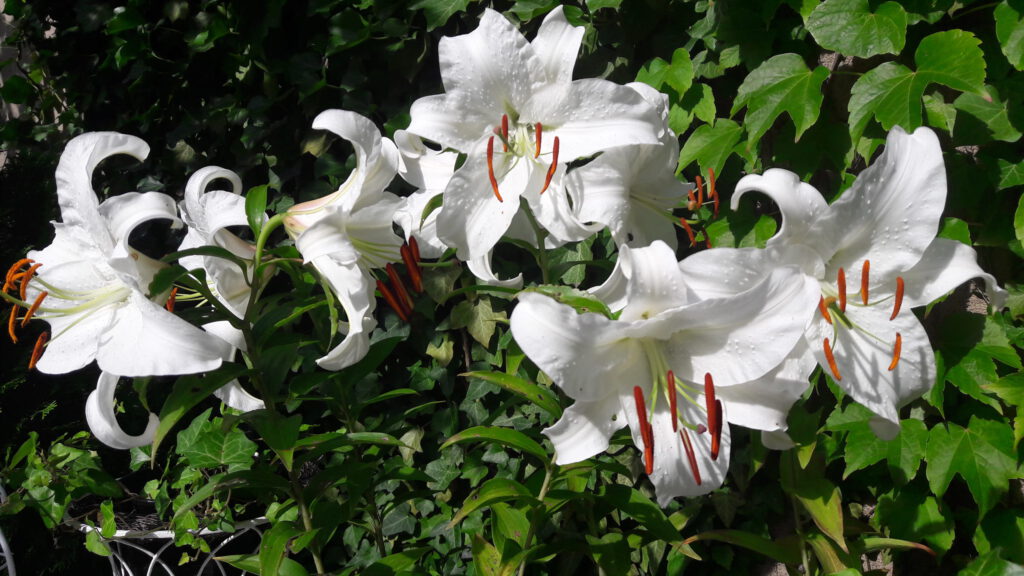7 weisse Madonnenlilien-Blüten vor grüner Efeuwand
