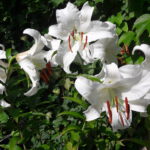 7 weisse Madonnenlilien-Blüten vor grüner Efeuwand