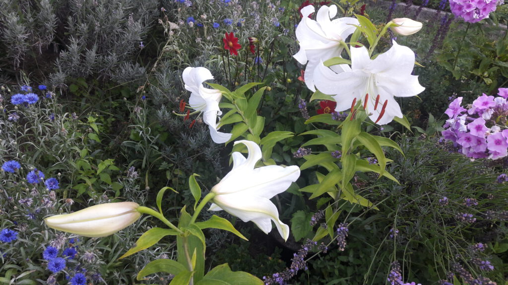3 Madonnenlilien mit einigen geöffneten Blüten im sonnigen Blumenbeet