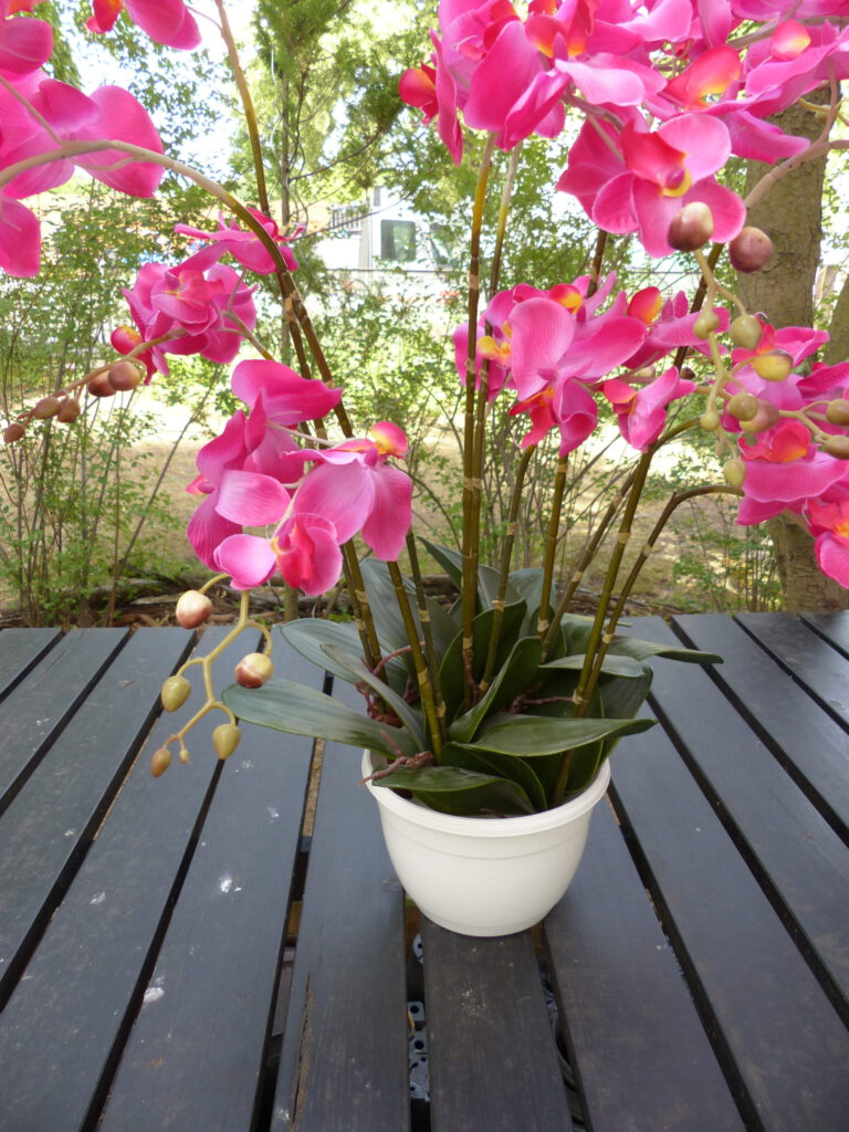 pinke Orchidee Material Topf mit Orchideen