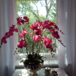 pinke Orchidee Fertig vor dem Fenster