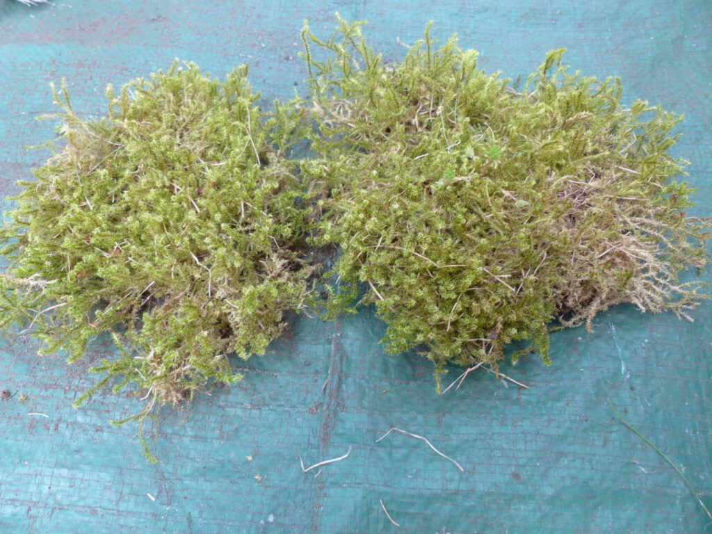 pinke Orchidee Material Moos