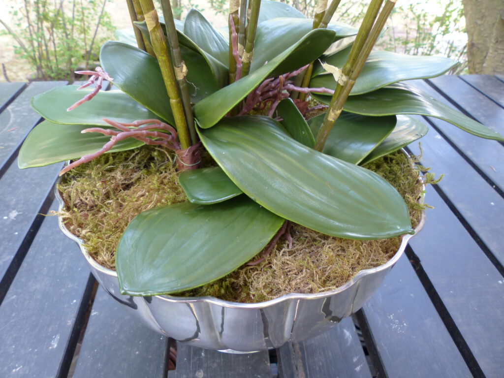 pinke Orchidee inArbeit mit Moos abdecken