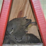 Superkleines Kinderzimmer: Junge Rotschwänzchen im Nest