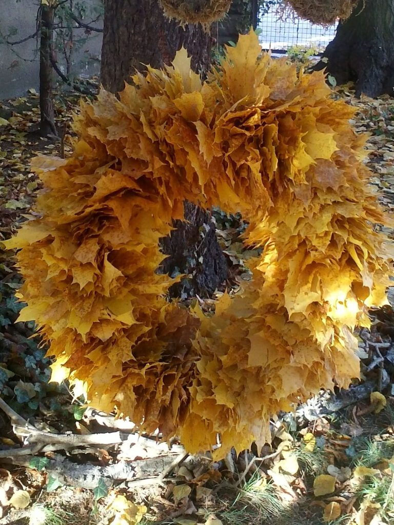 Üppiger Platanen-Blätterkranz vor Baumstamm