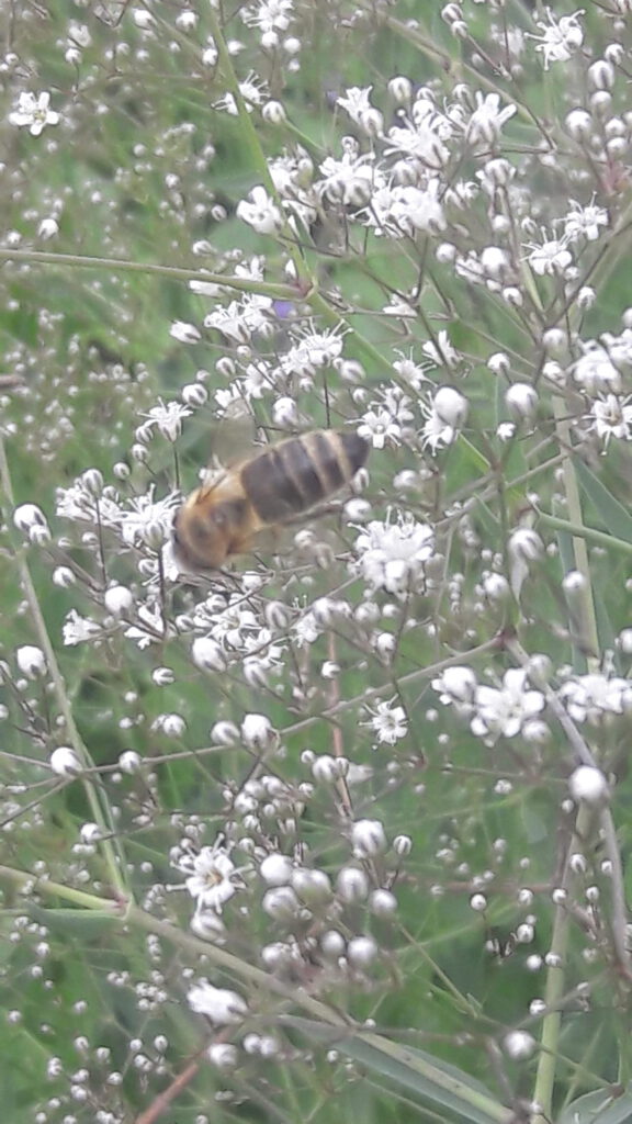 weiss blühendes Schleierkraut – mit Insekt