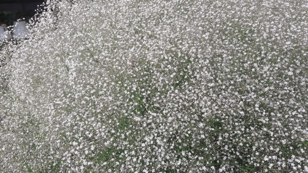 weiss blühendes Schleierkraut – ein Blütenmeer