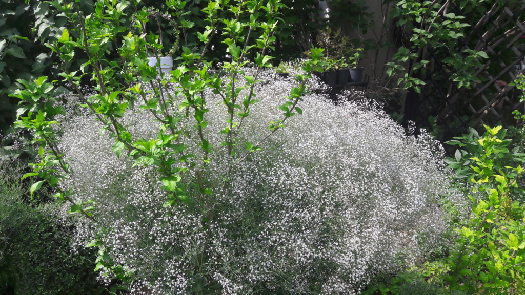 weiss blühendes Schleierkraut – eine große Staude mit Roseneibisch als Stütze