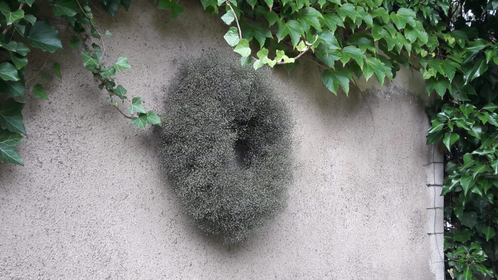 weiss blühendes Schleierkraut – abgeblüht als Kranz gebunden