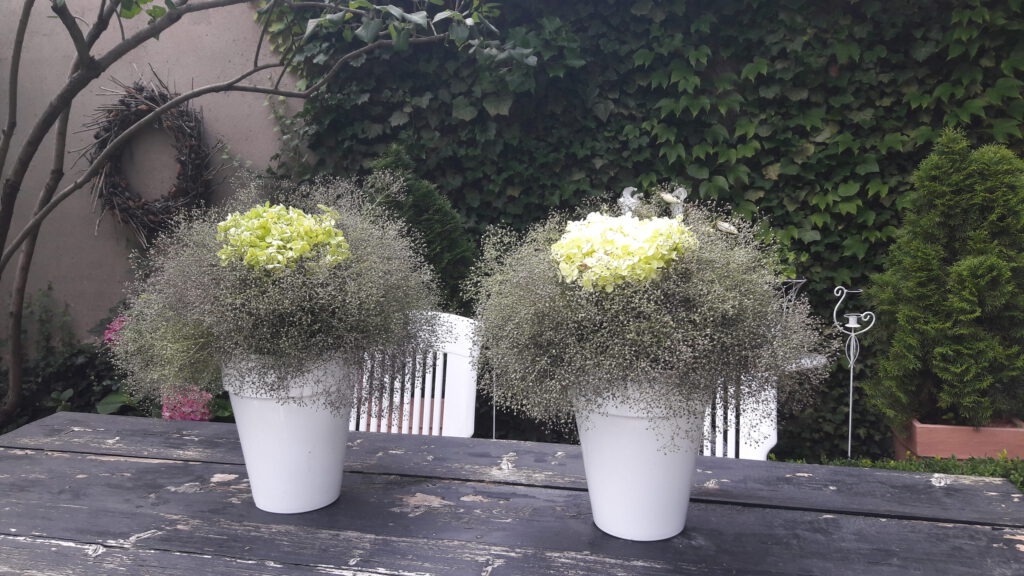weiss blühendes Schleierkraut – in zwei Blumensträussen mit Hortensien auf Gartentisch
