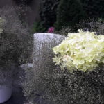 weiss blühendes Schleierkraut – in zwei Blumensträussen mit weissen Hortensien